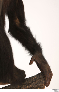 Chimpanzee Bonobo arm 0014.jpg